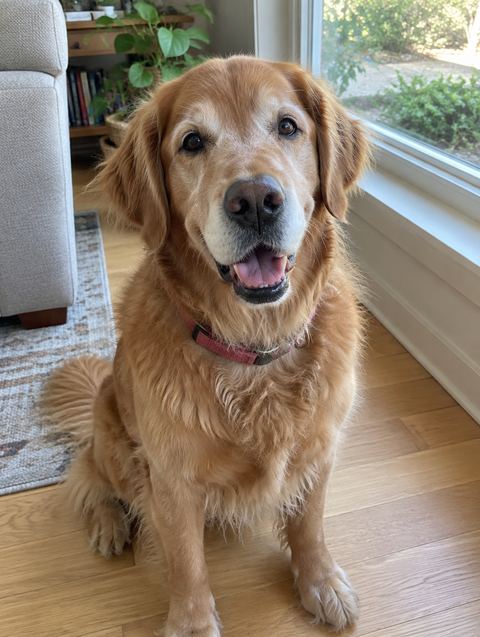 La foto di partenza: Milo, un golden retriever anziano, seduto sul parquet di casa.