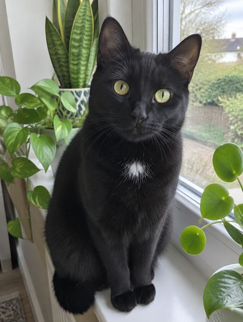 La foto di partenza: Nala, una gatta nera con una macchia bianca sul petto, seduta sul davanzale.